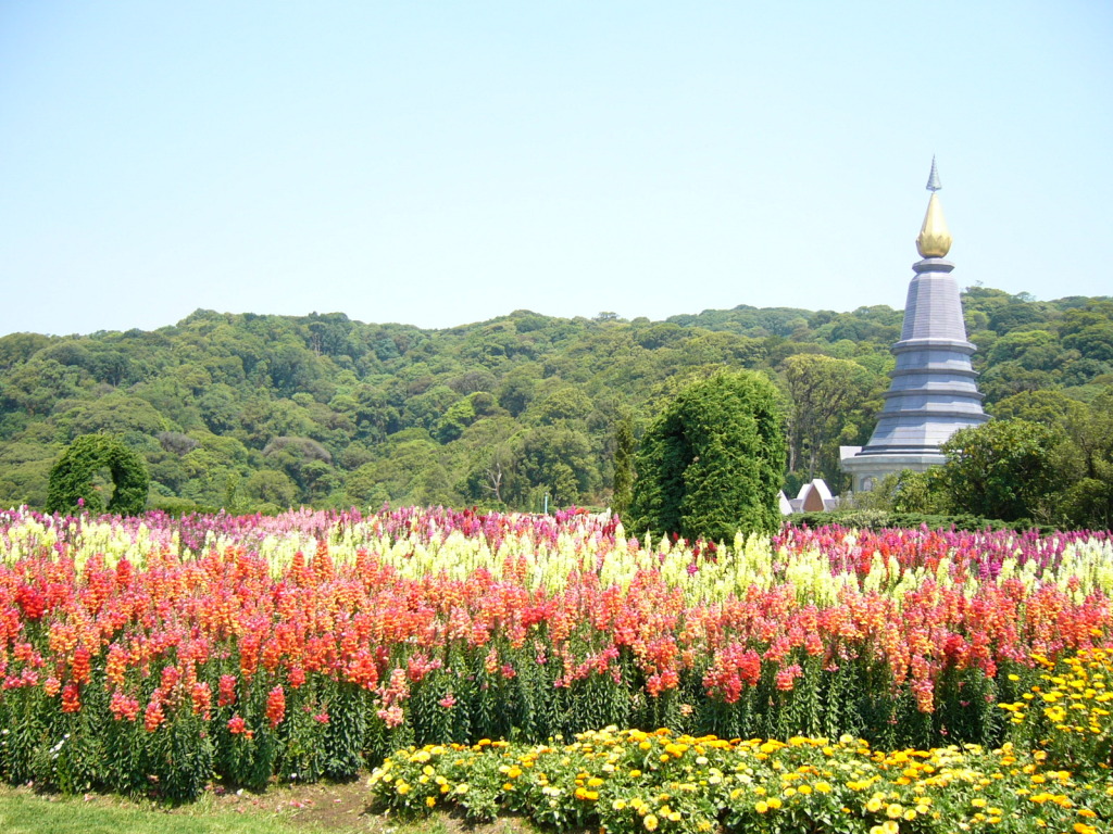 Flowers image