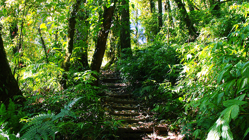 Trail leading to the rainforest image