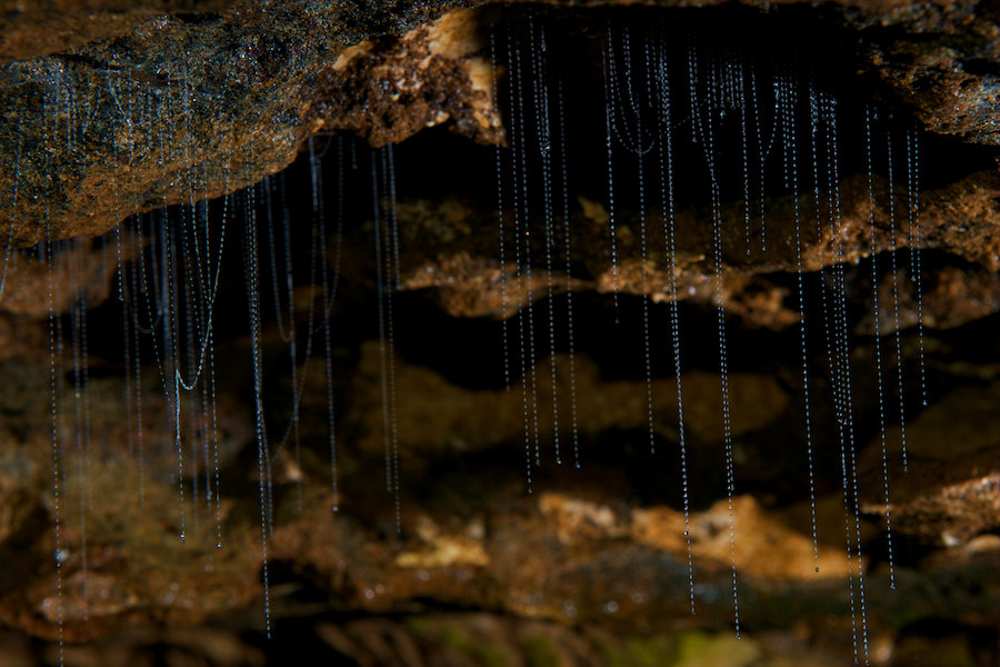 Glow Worm Caves image