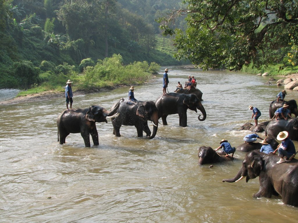 Elephants Bathing in the River image