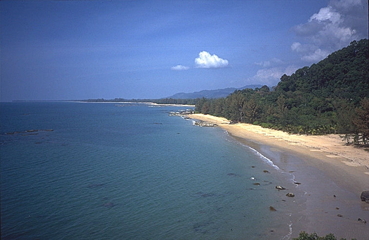 Rainfall in the Jungle image