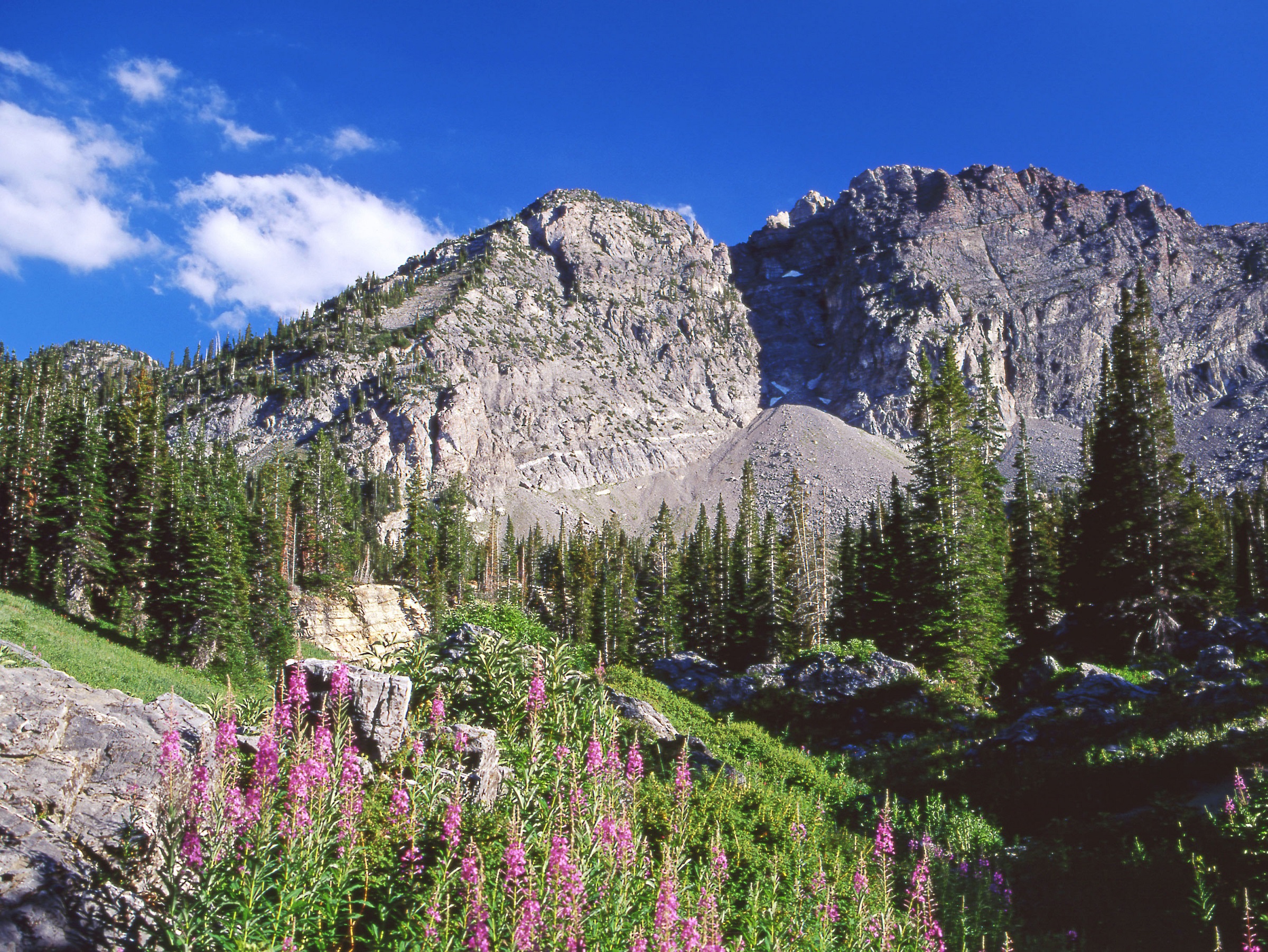 Scenic Albion Basin Salt Lake City, UT image