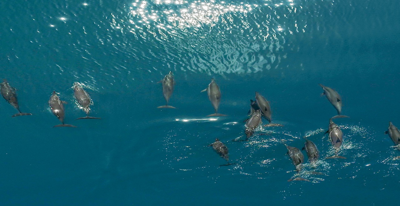 Dolphin